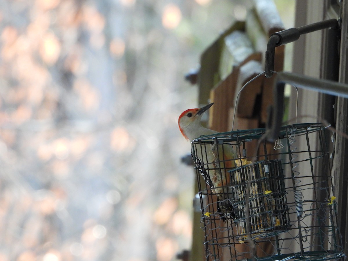 datel karolínský - ML651111371