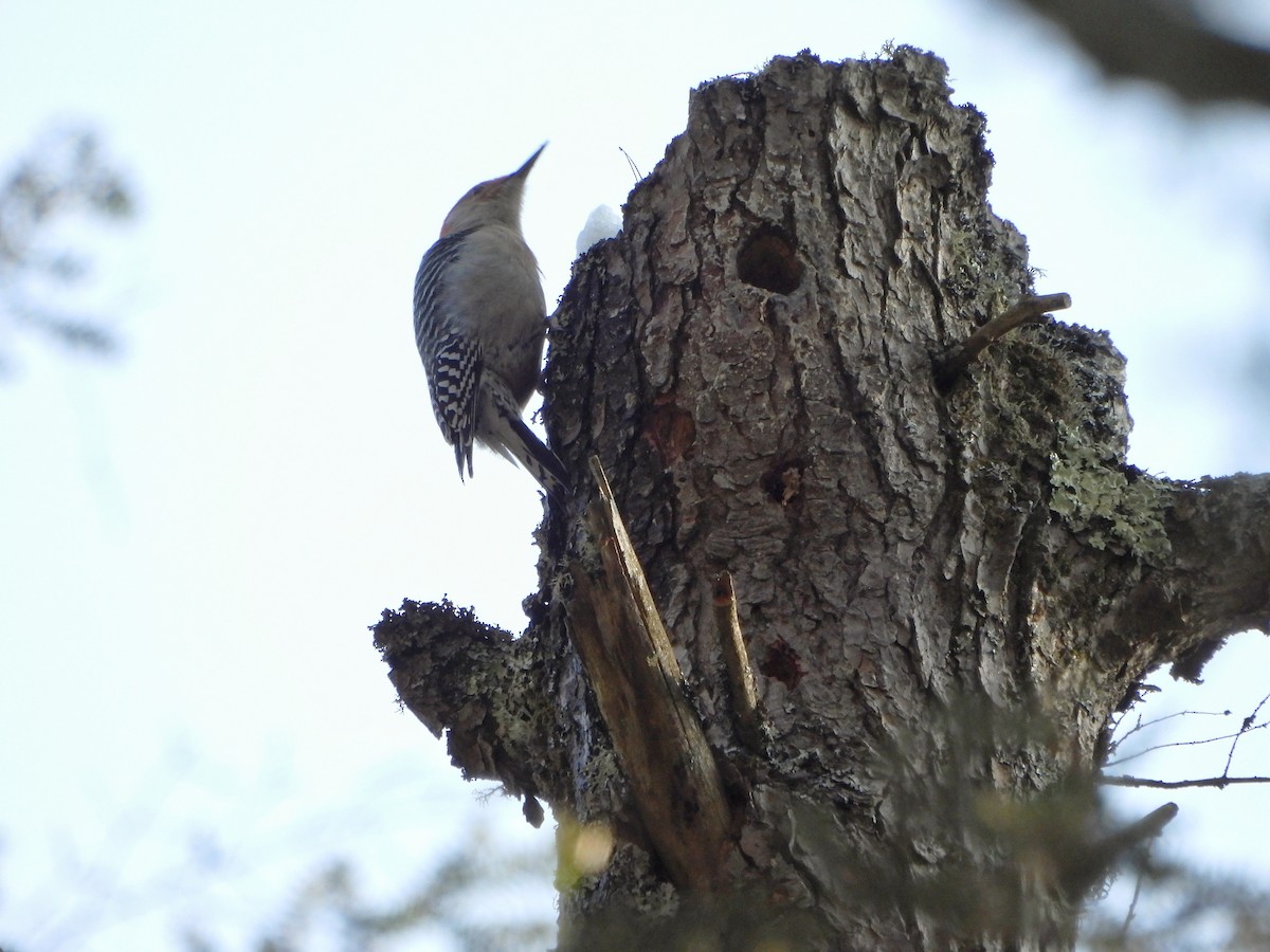 datel karolínský - ML651111372