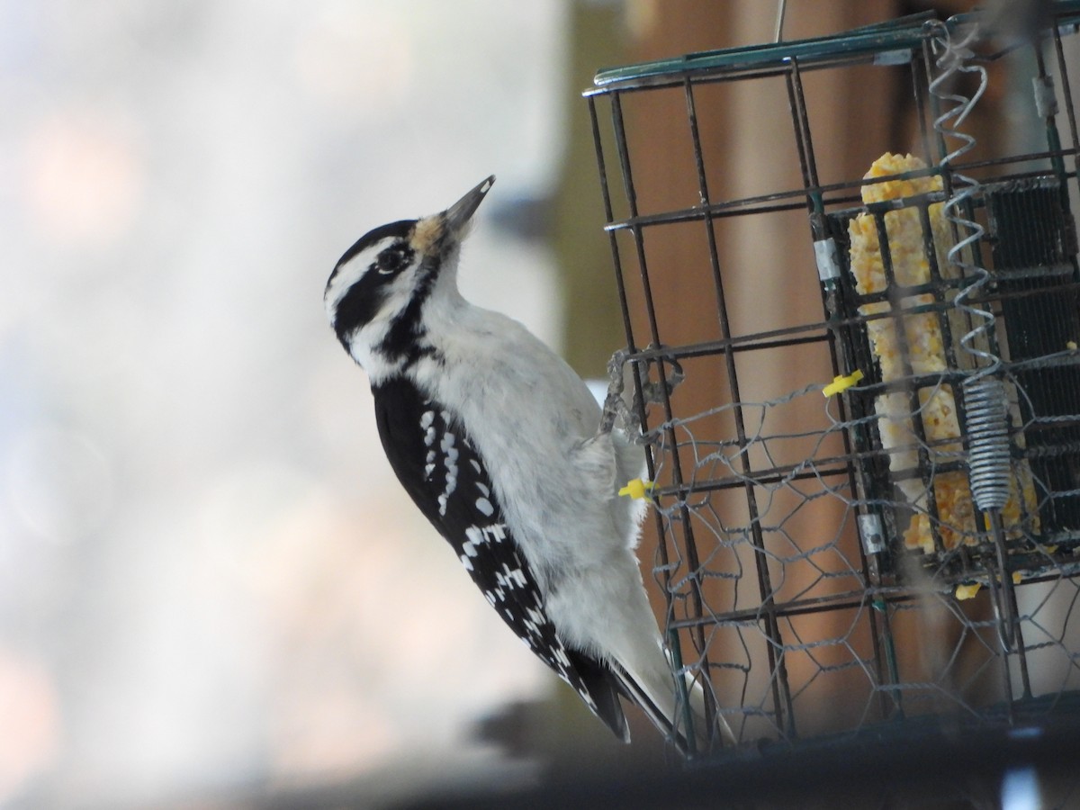 strakapoud americký - ML651111395