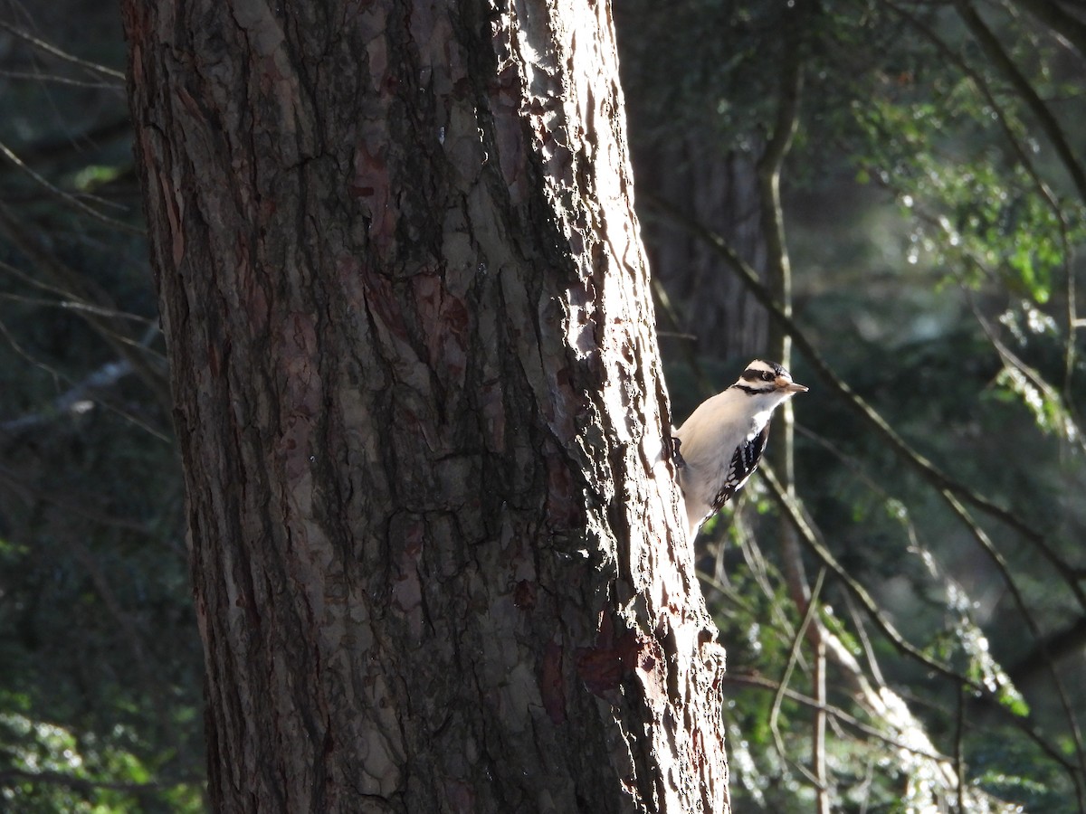 strakapoud americký - ML651111396