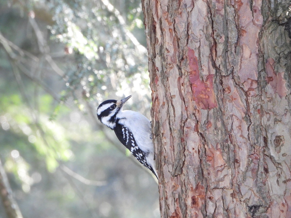 strakapoud americký - ML651111397