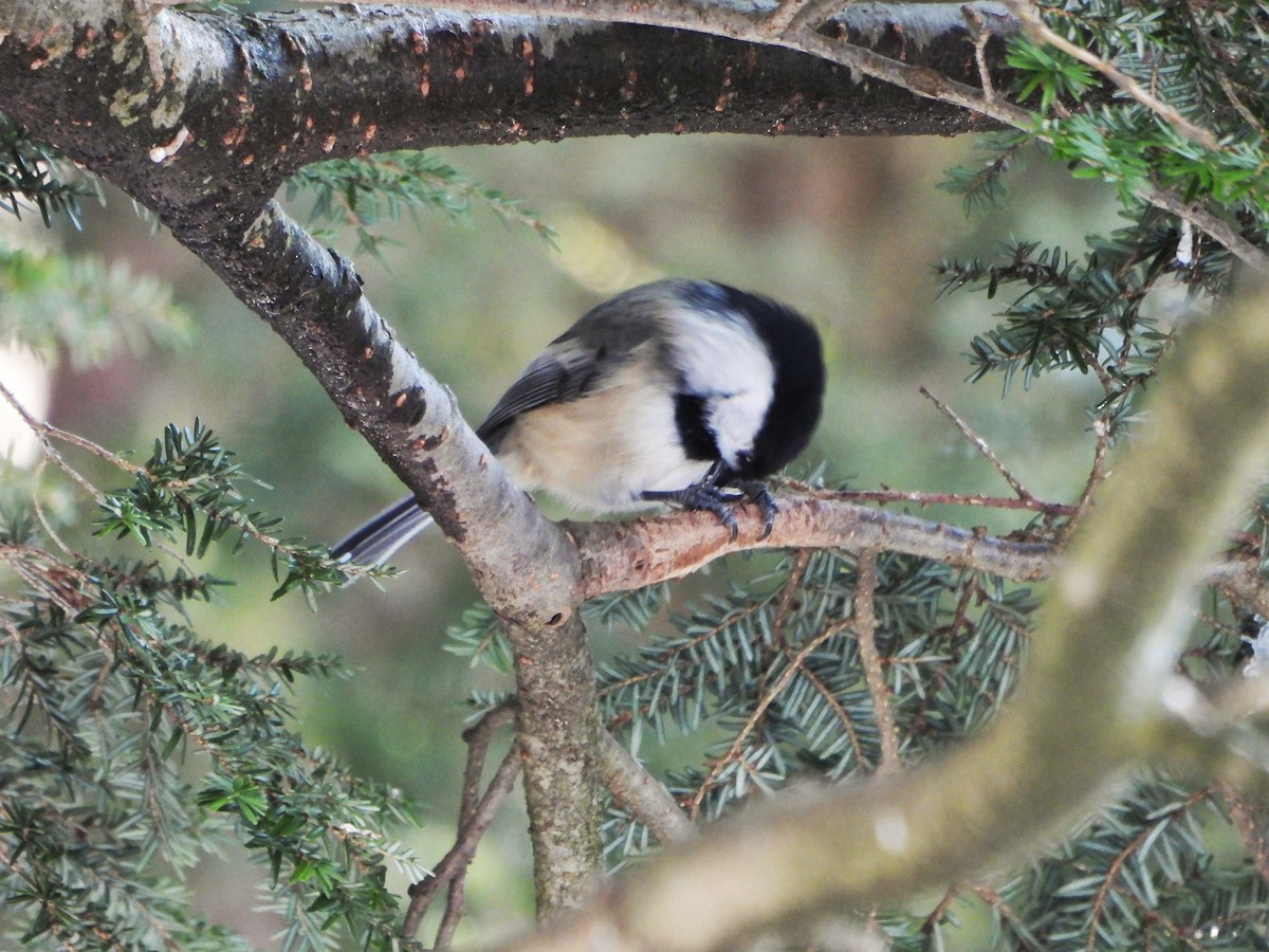 sýkora černohlavá - ML651111433