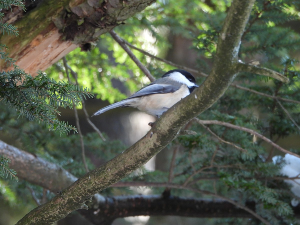 sýkora černohlavá - ML651111434