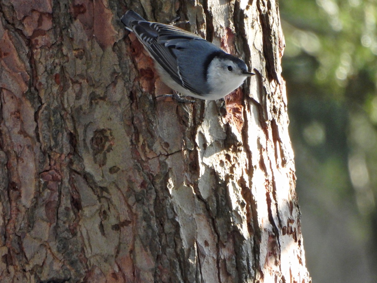 brhlík běloprsý - ML651111442