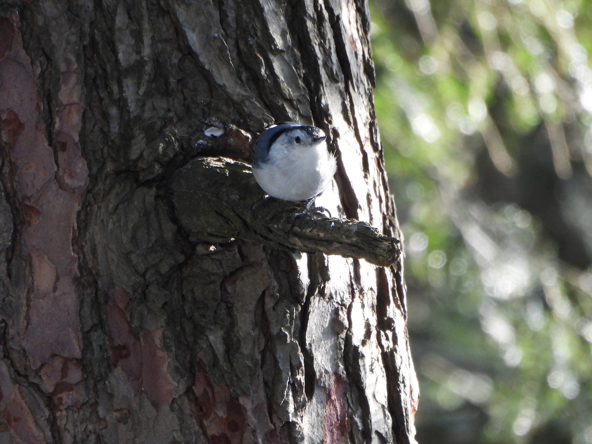 brhlík běloprsý - ML651111443