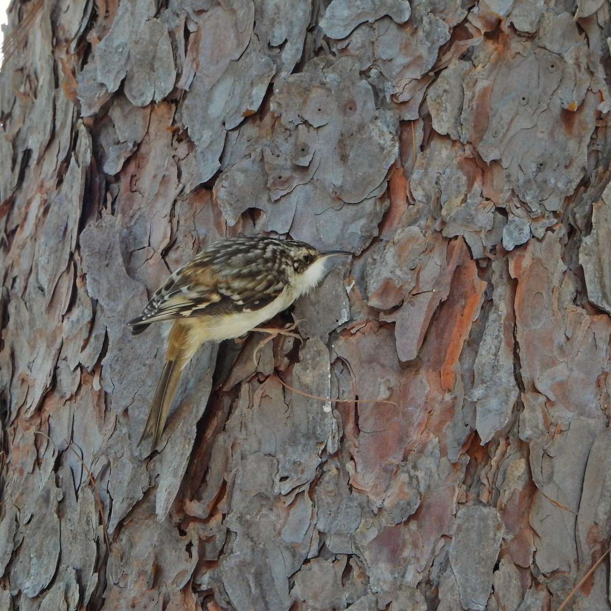 šoupálek americký - ML651111467