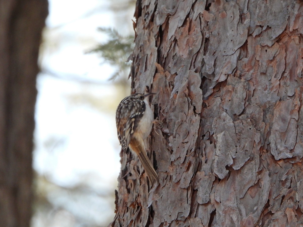 šoupálek americký - ML651111468