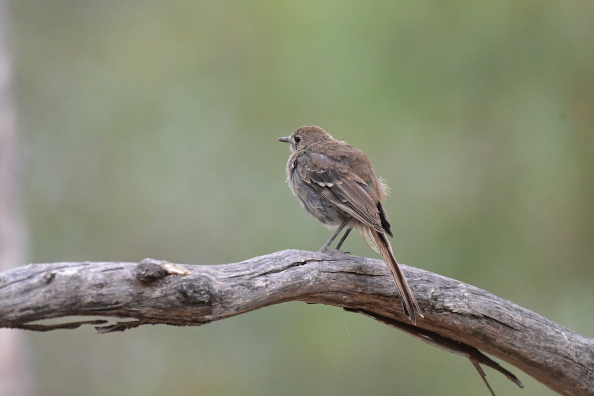 Southern Scrub-Robin - ML651111602