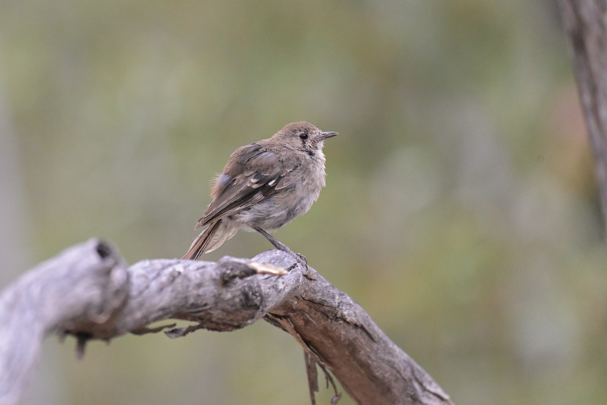 Southern Scrub-Robin - ML651111605