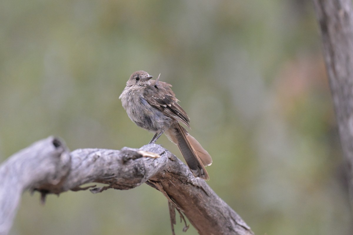 Southern Scrub-Robin - ML651111608