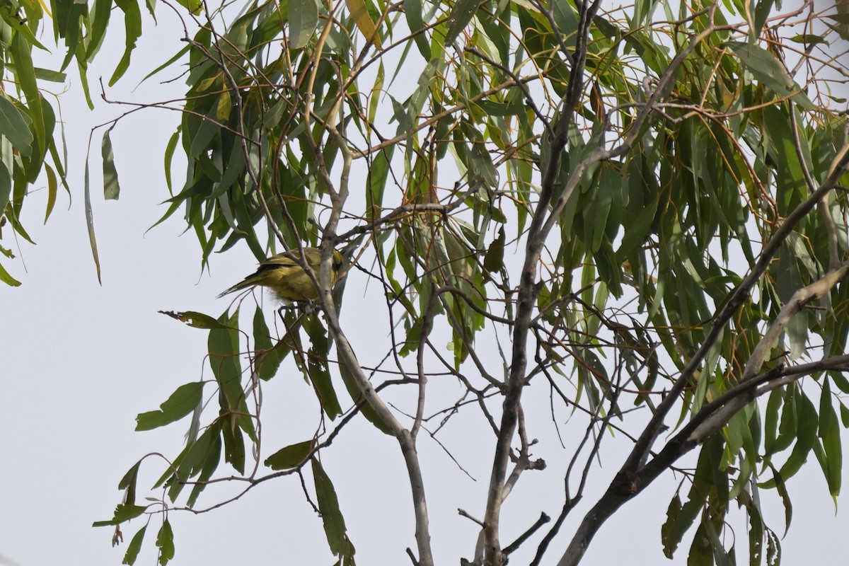 Yellow-tufted Honeyeater - ML651111610