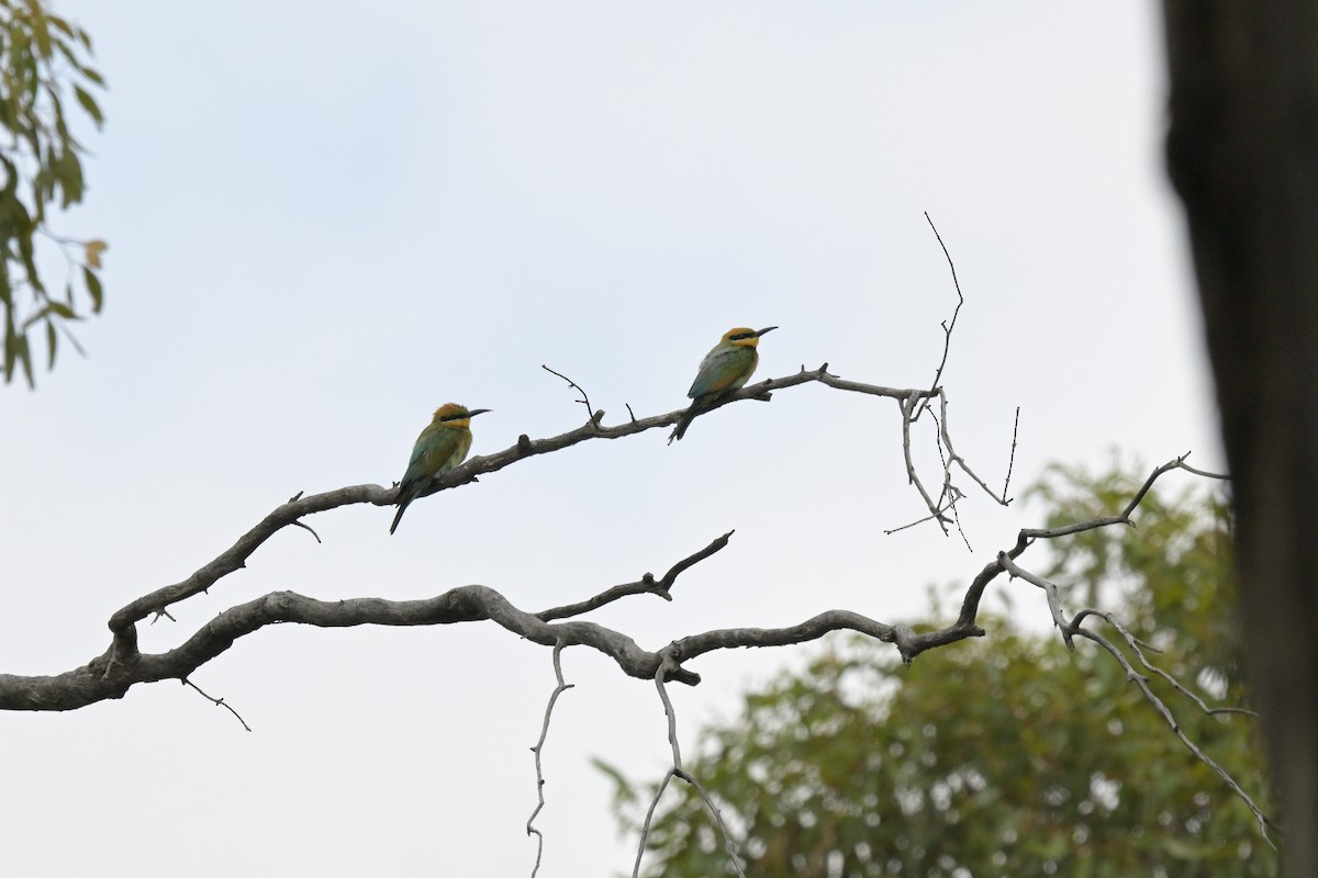 Rainbow Bee-eater - ML651111617
