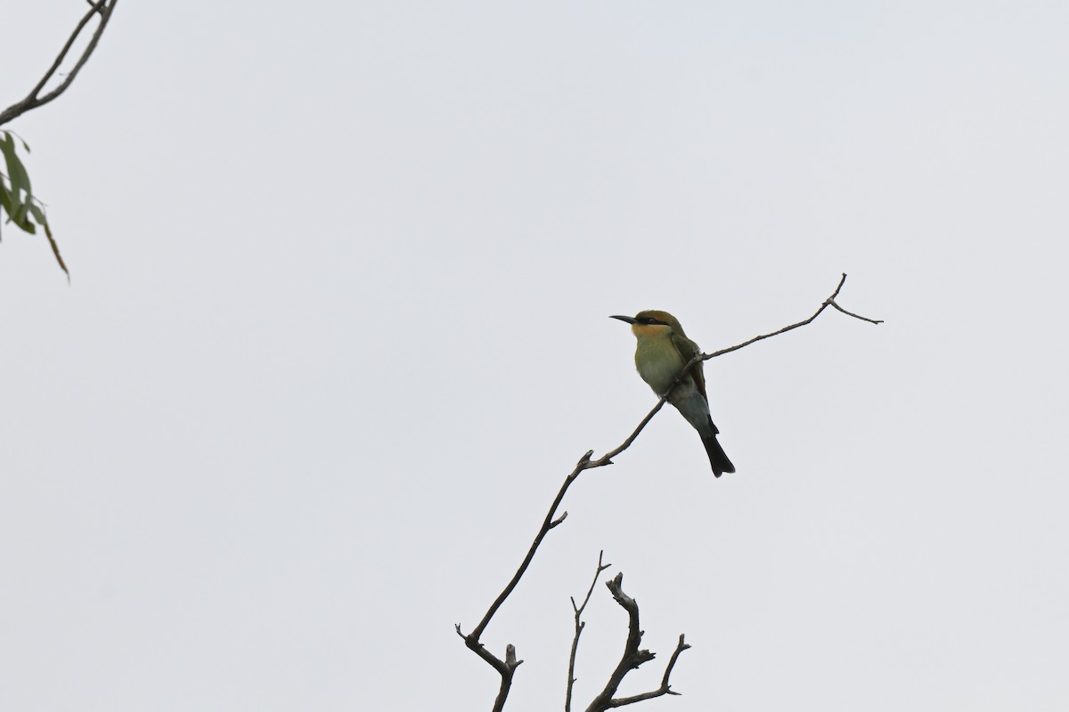 Rainbow Bee-eater - ML651111618