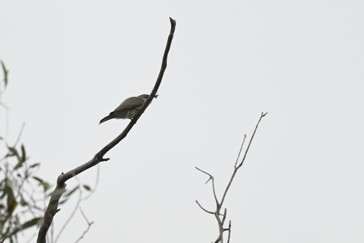 Rainbow Bee-eater - ML651111621