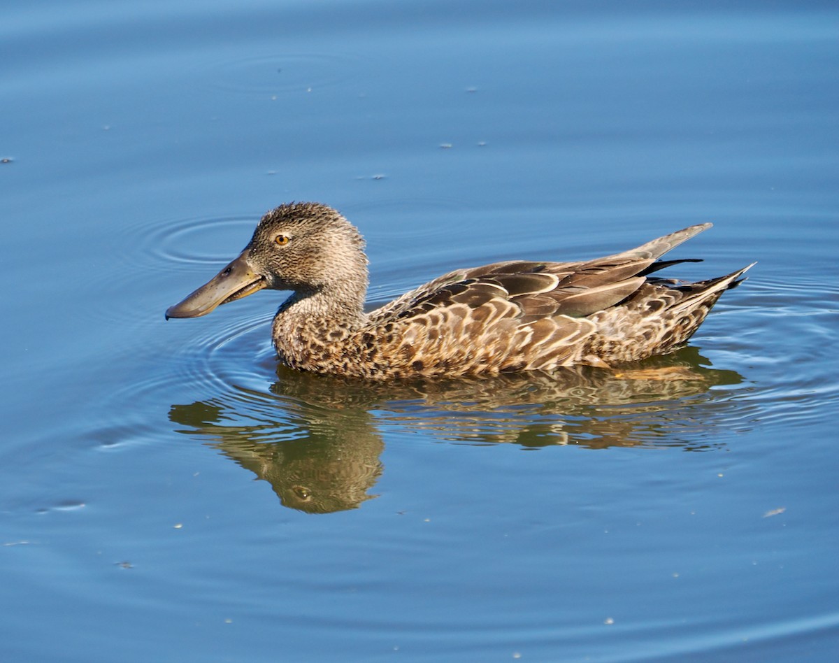 Australasian Shoveler - ML651111861