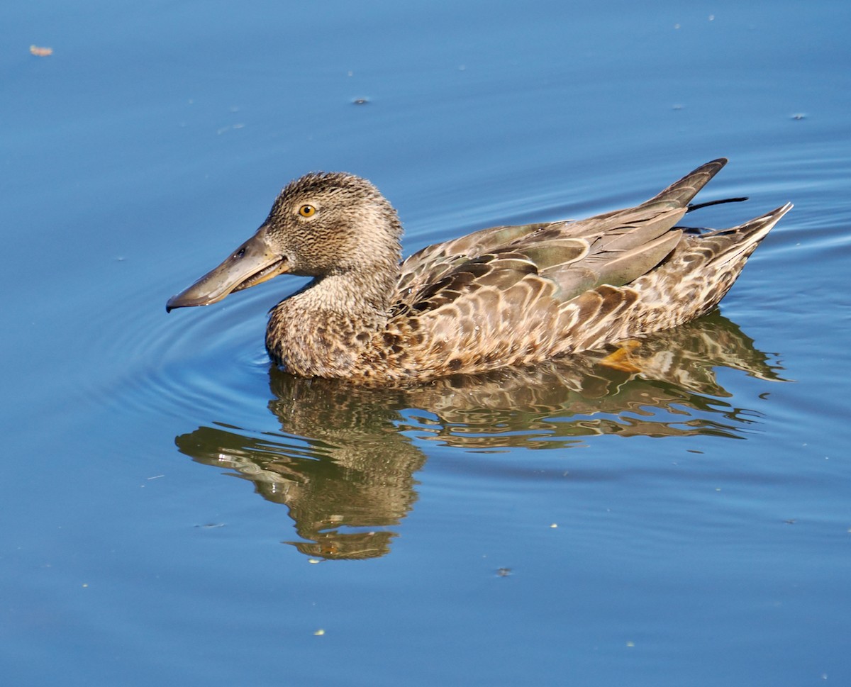 Australasian Shoveler - ML651111863
