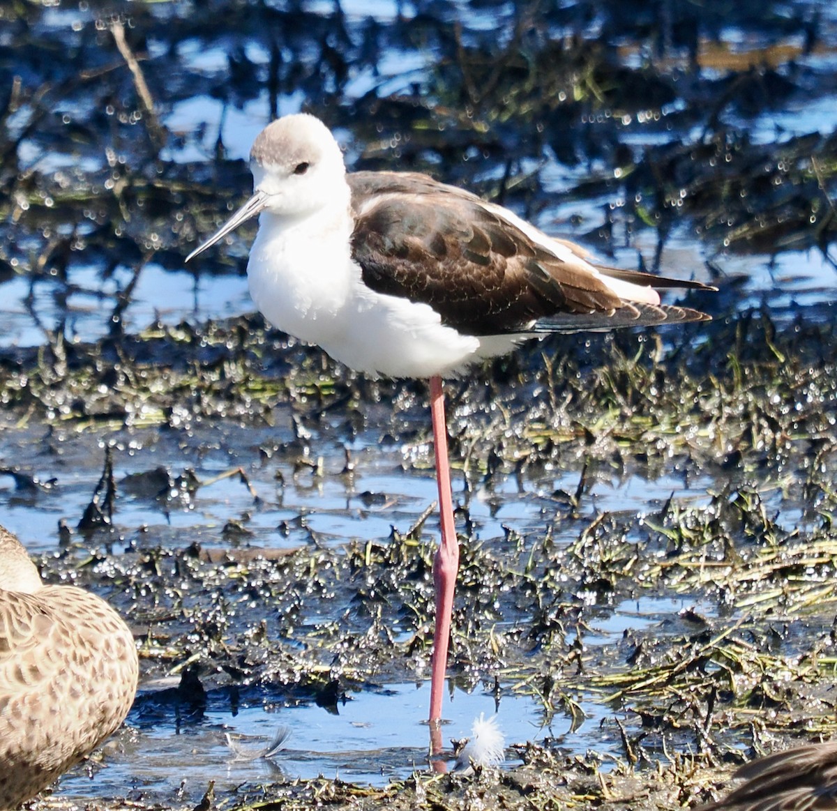 Pied Stilt - ML651111865