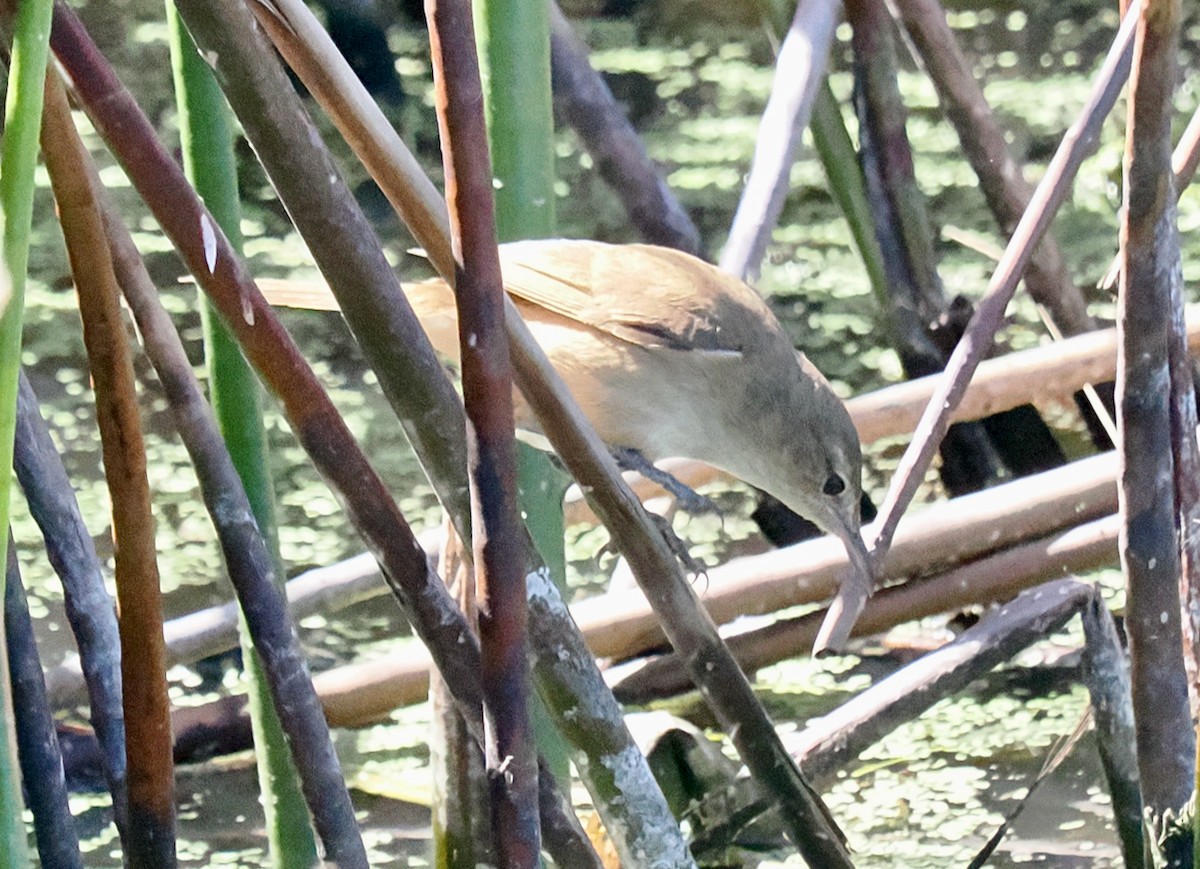 Australian Reed Warbler - ML651111871