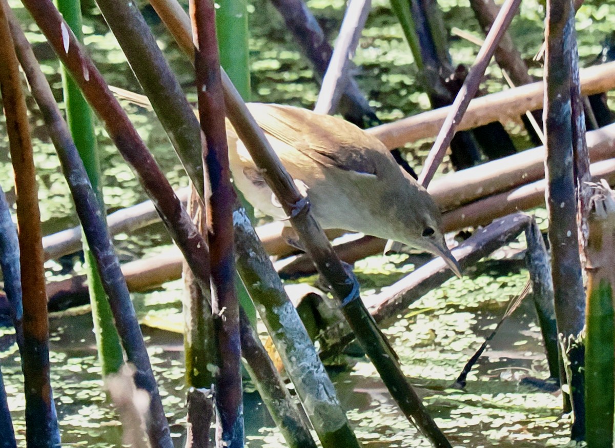 Australian Reed Warbler - ML651111873