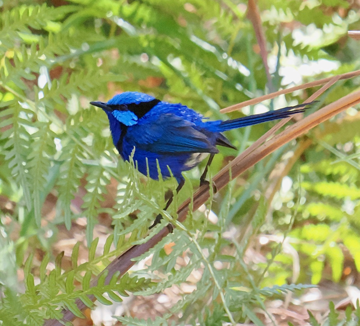 Splendid Fairywren - ML651111877