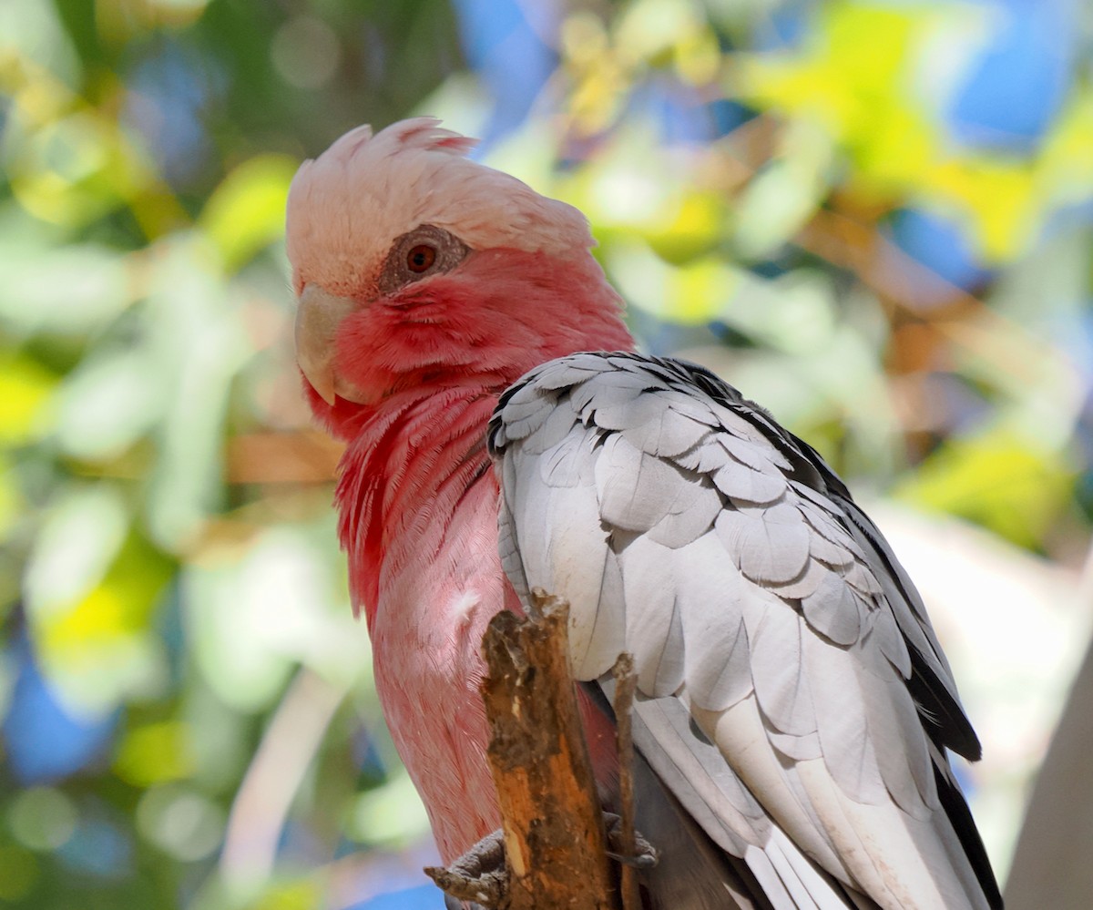 Galah - ML651111880