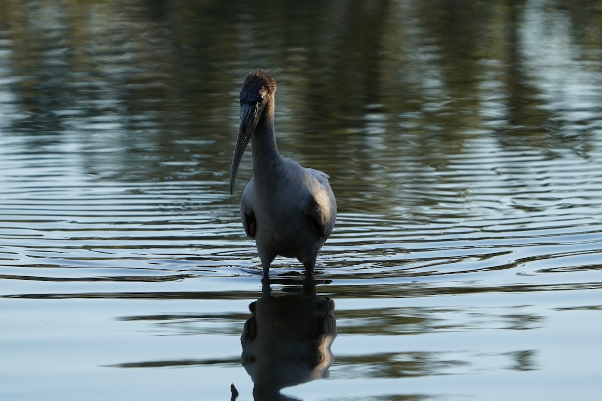 Американский клювач - ML651112041