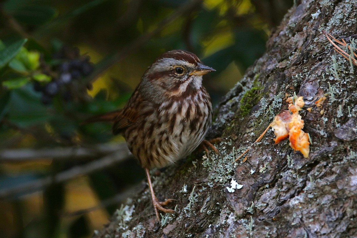 Song Sparrow - ML651112329