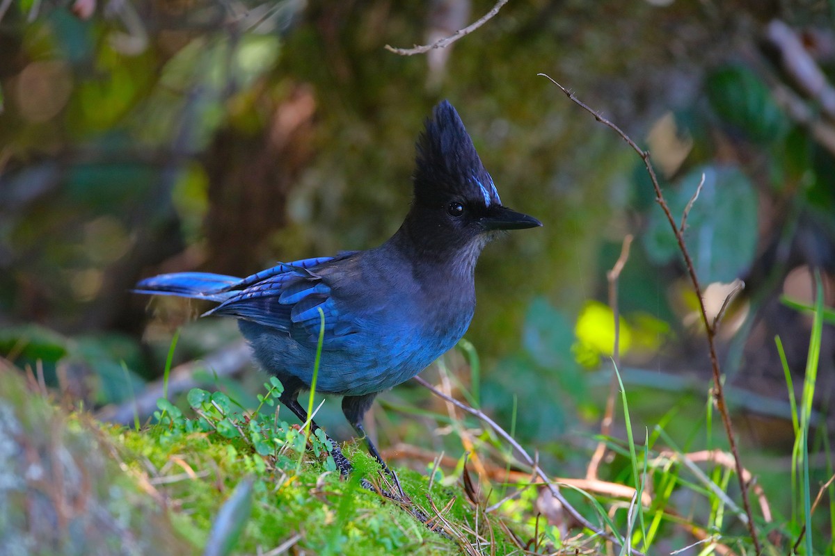 Steller's Jay - ML651112351