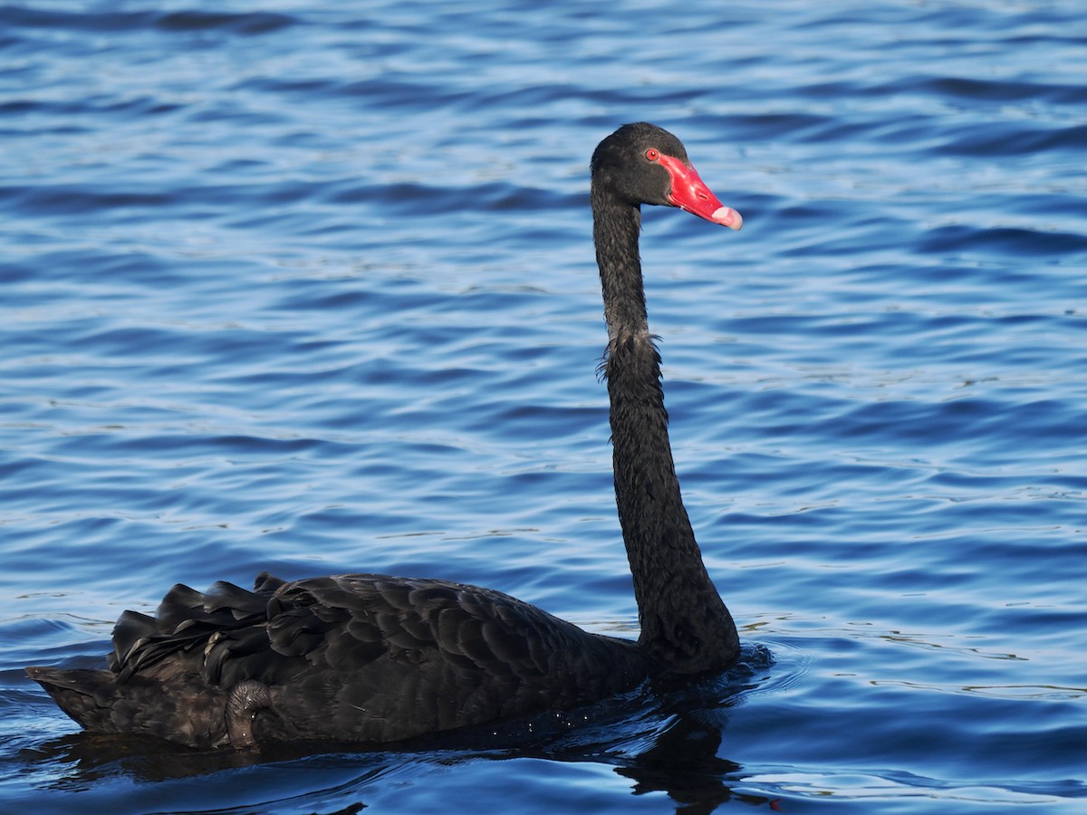Black Swan - ML651112574