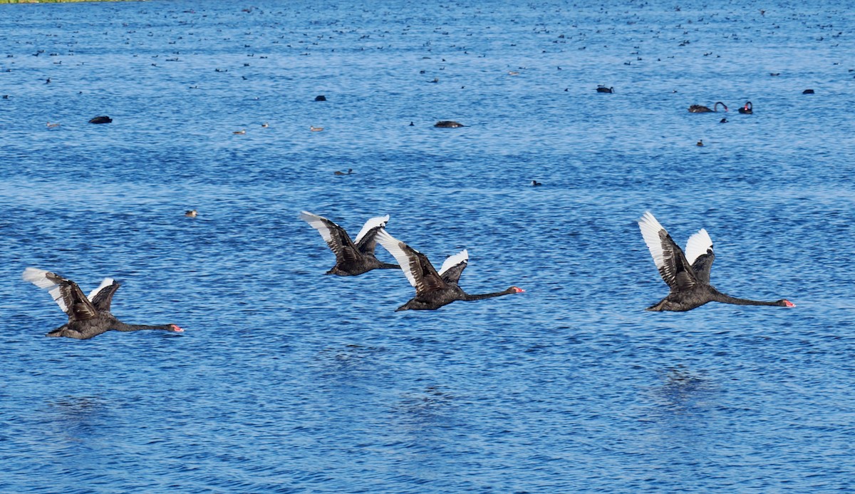 Black Swan - ML651112575