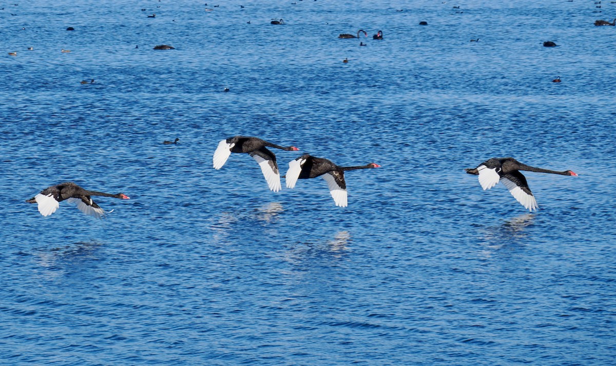 Black Swan - ML651112576