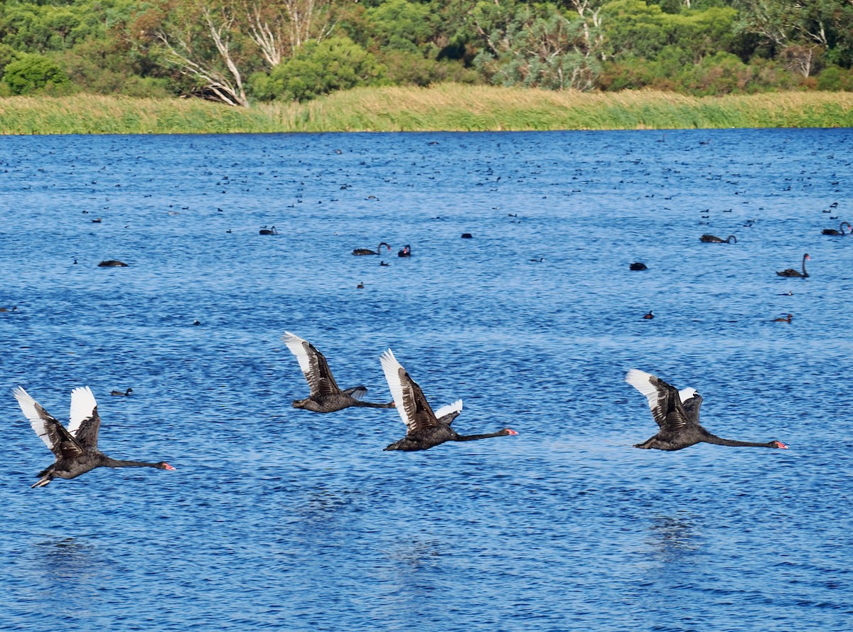 Black Swan - ML651112577