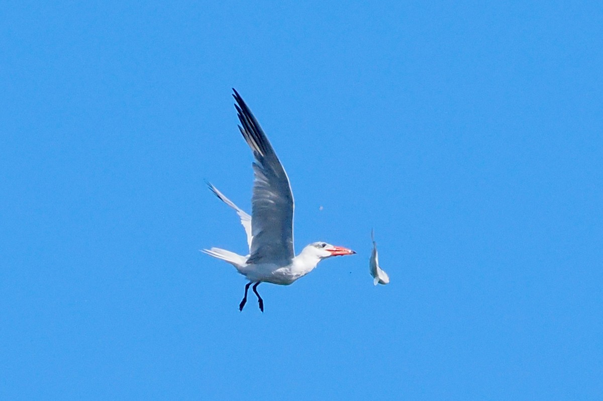 Caspian Tern - ML651112585