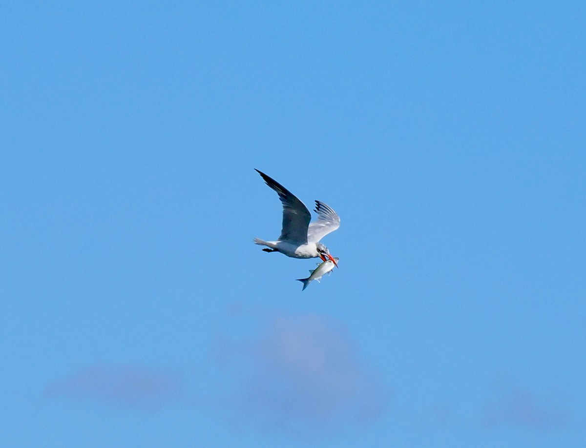 Caspian Tern - ML651112586