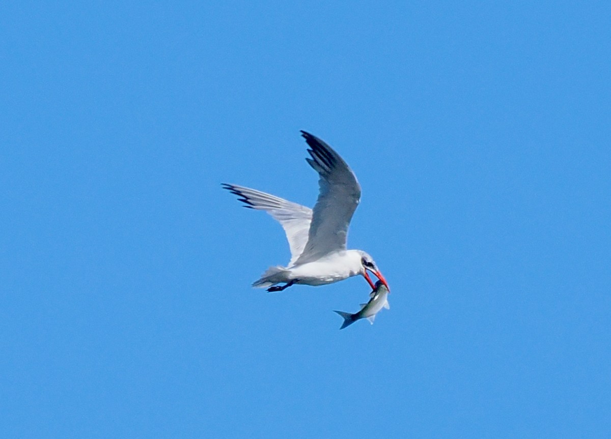 Caspian Tern - ML651112588