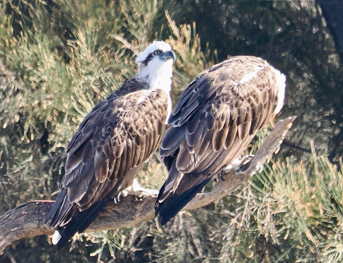 Osprey (Australasian) - ML651112609