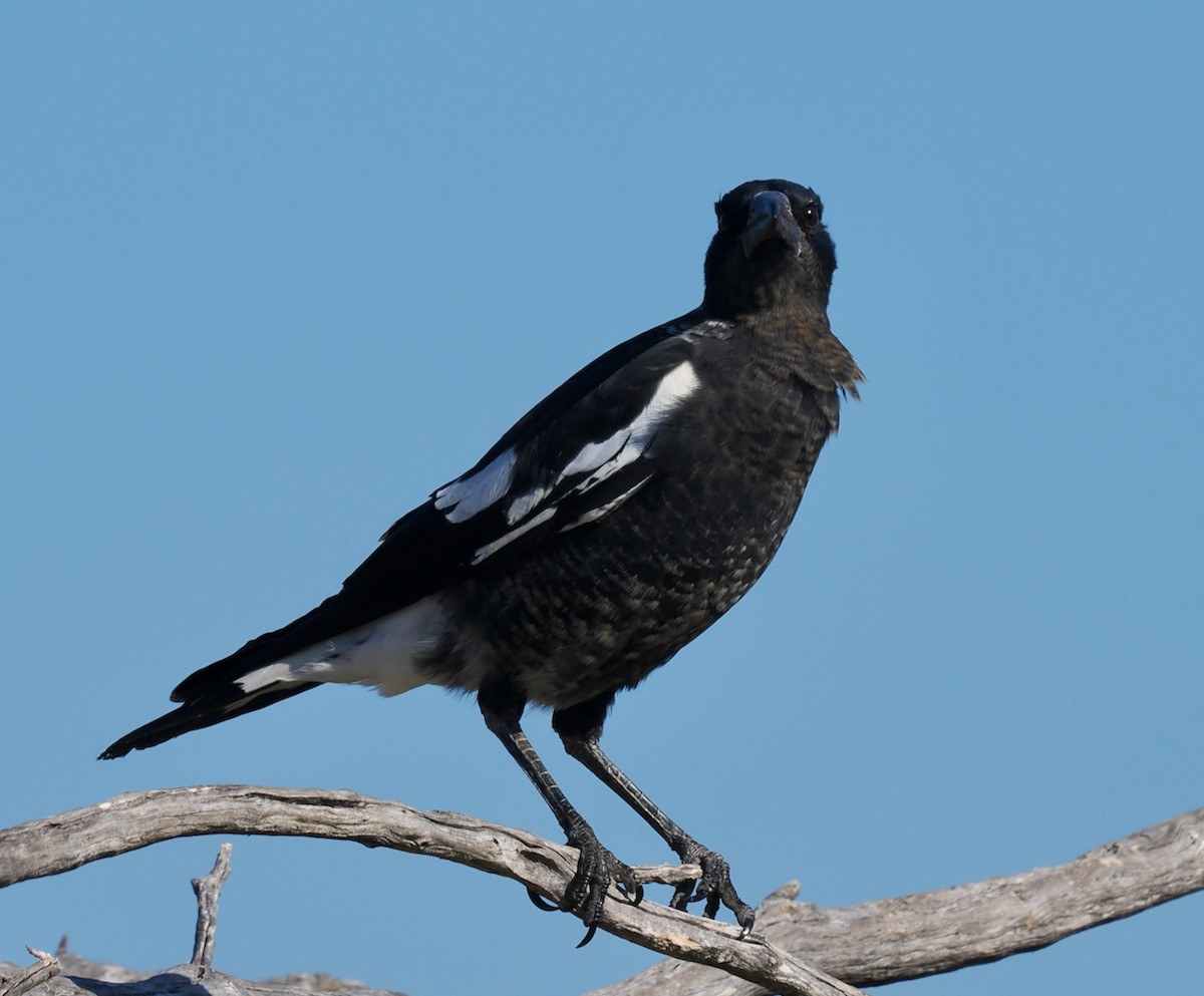 Australian Magpie (Western) - ML651112620