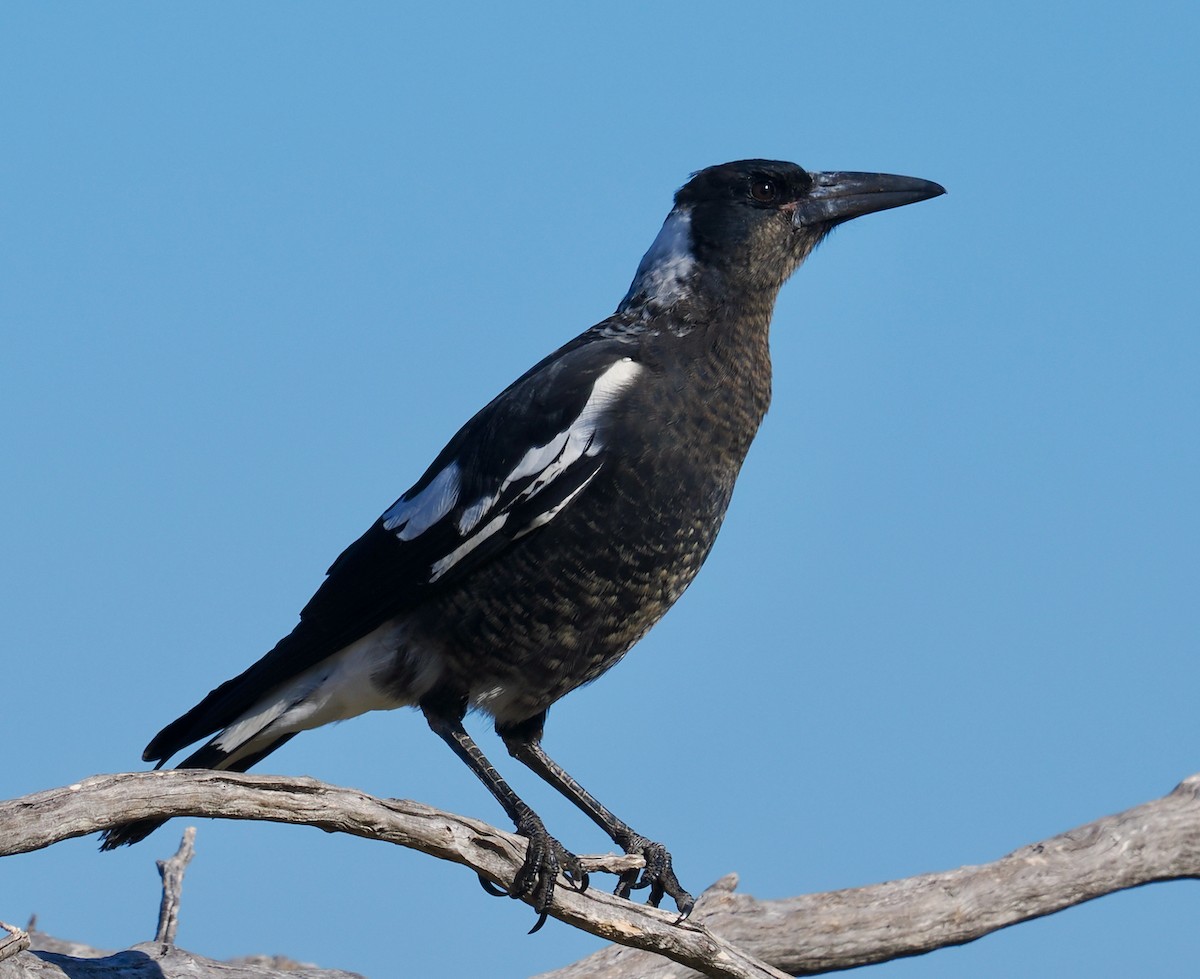 Australian Magpie (Western) - ML651112621