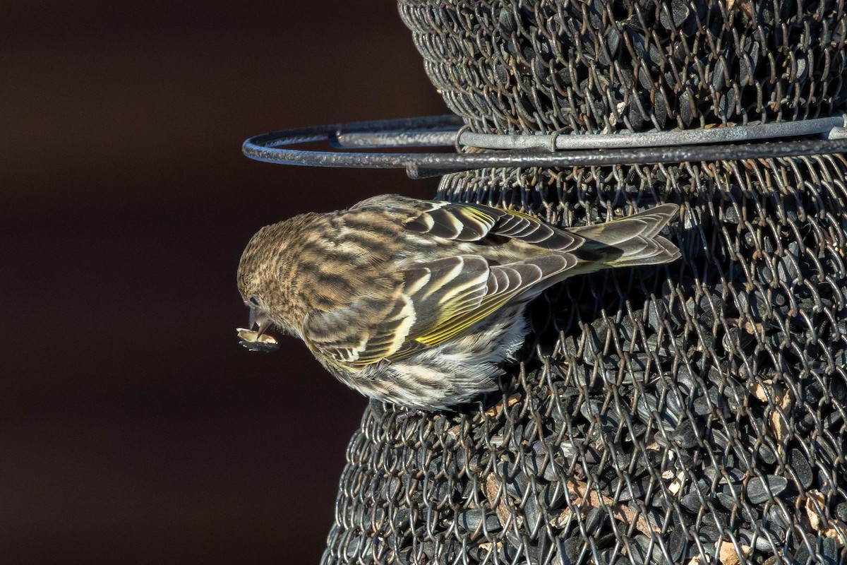 stripesisik - ML651112895