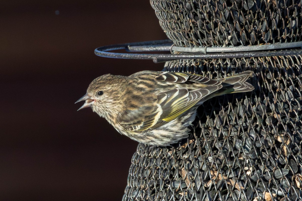 stripesisik - ML651112896