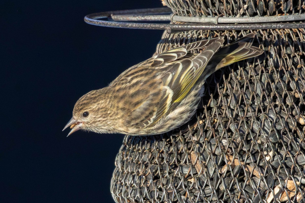 stripesisik - ML651112897