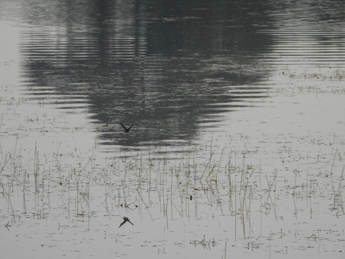 låvesvale - ML651113001