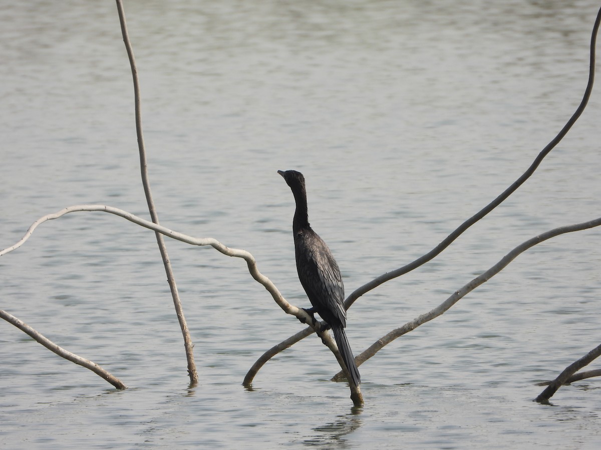 Little Cormorant - ML651113189