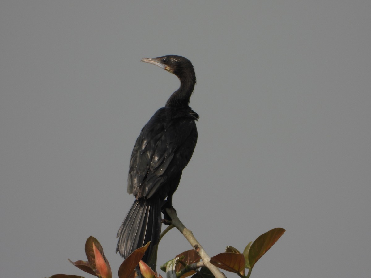 Little Cormorant - ML651113205
