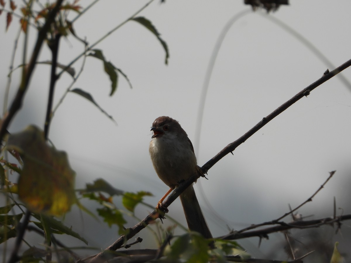 Yellow-eyed Babbler - ML651113206