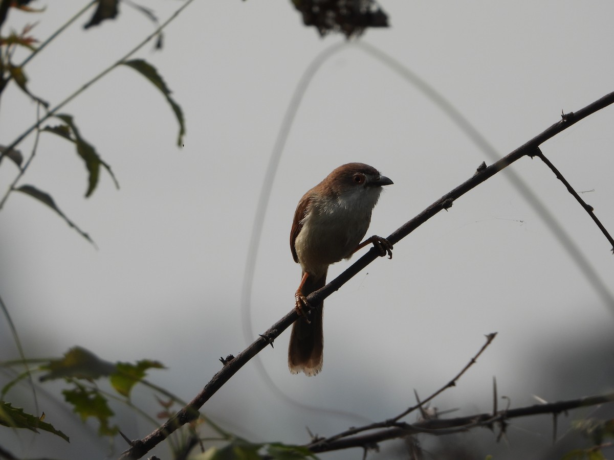 Yellow-eyed Babbler - ML651113210