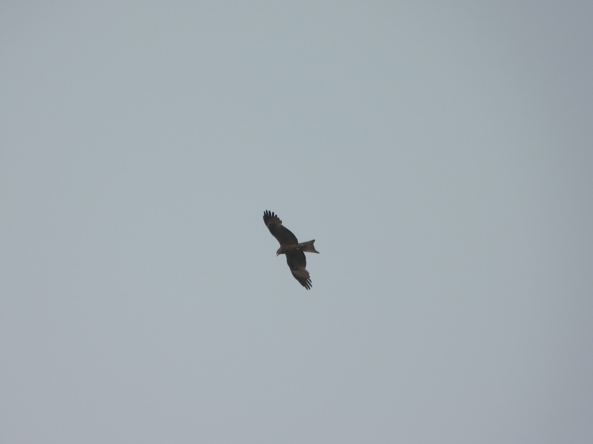 Indian Spotted Eagle - ML651113296