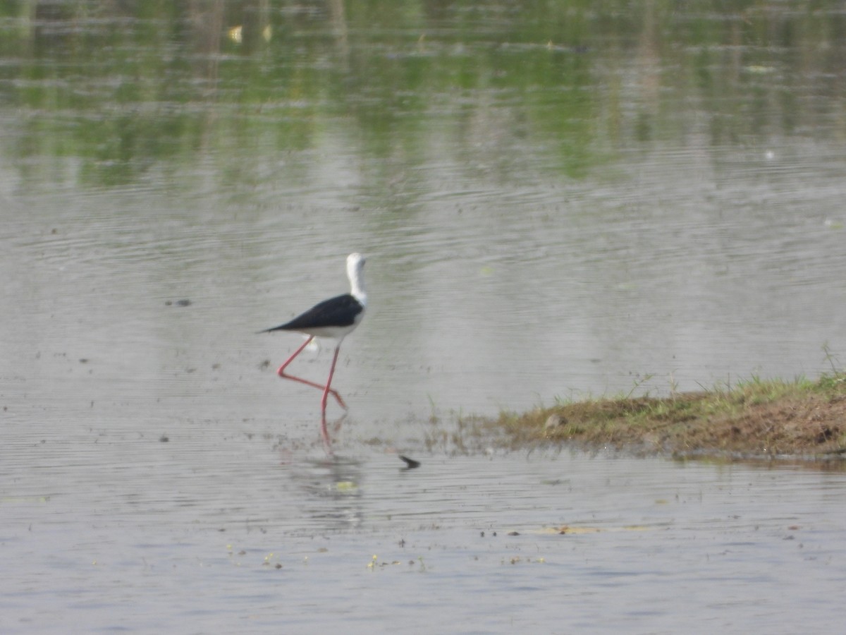 Zankaluze eurasiarra - ML651113354
