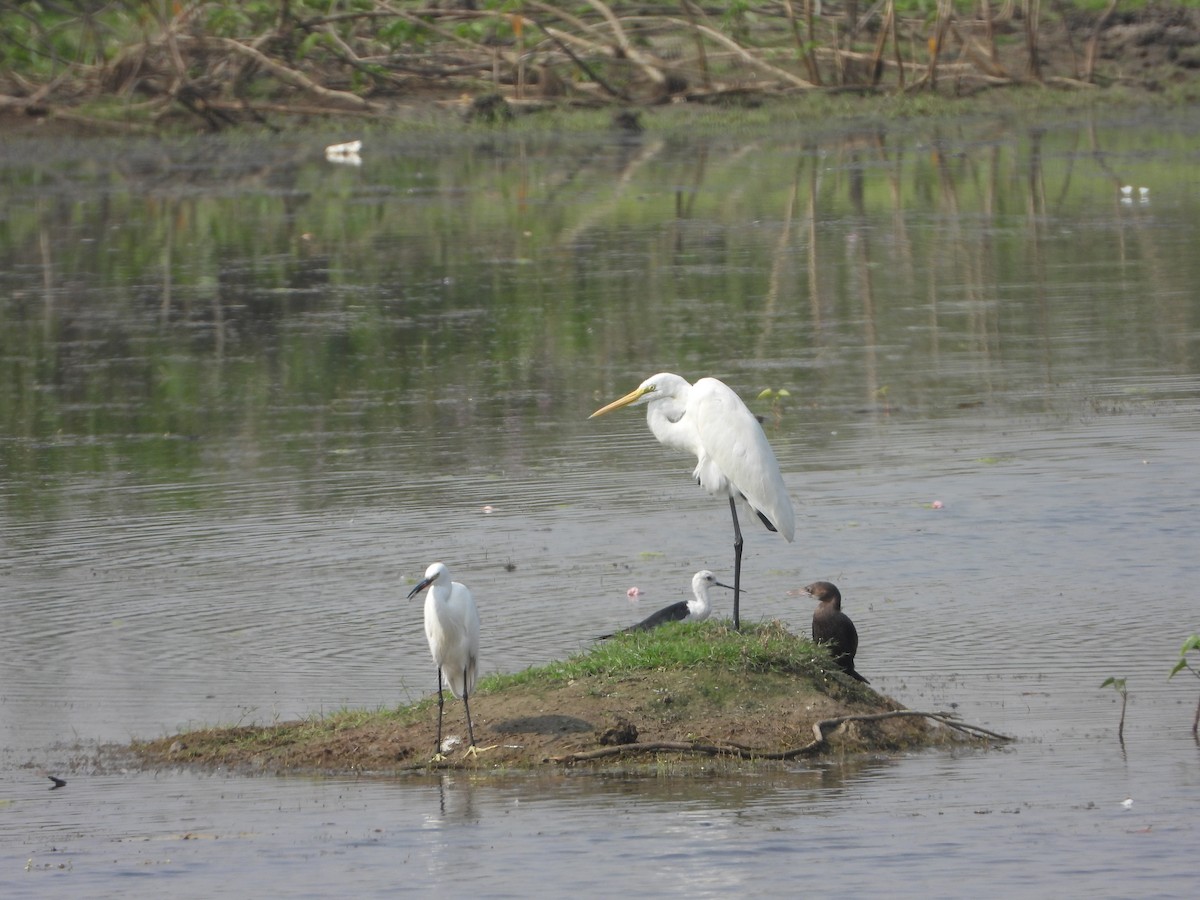 Zankaluze eurasiarra - ML651113378