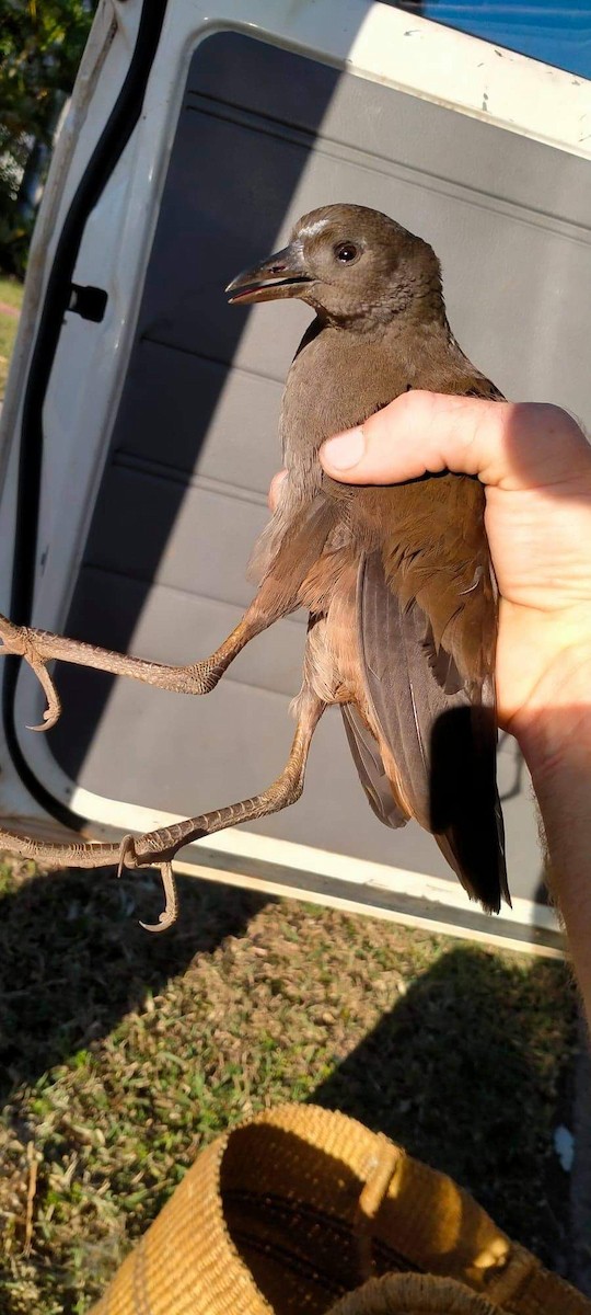 Pale-vented Bush-hen - ML651113552